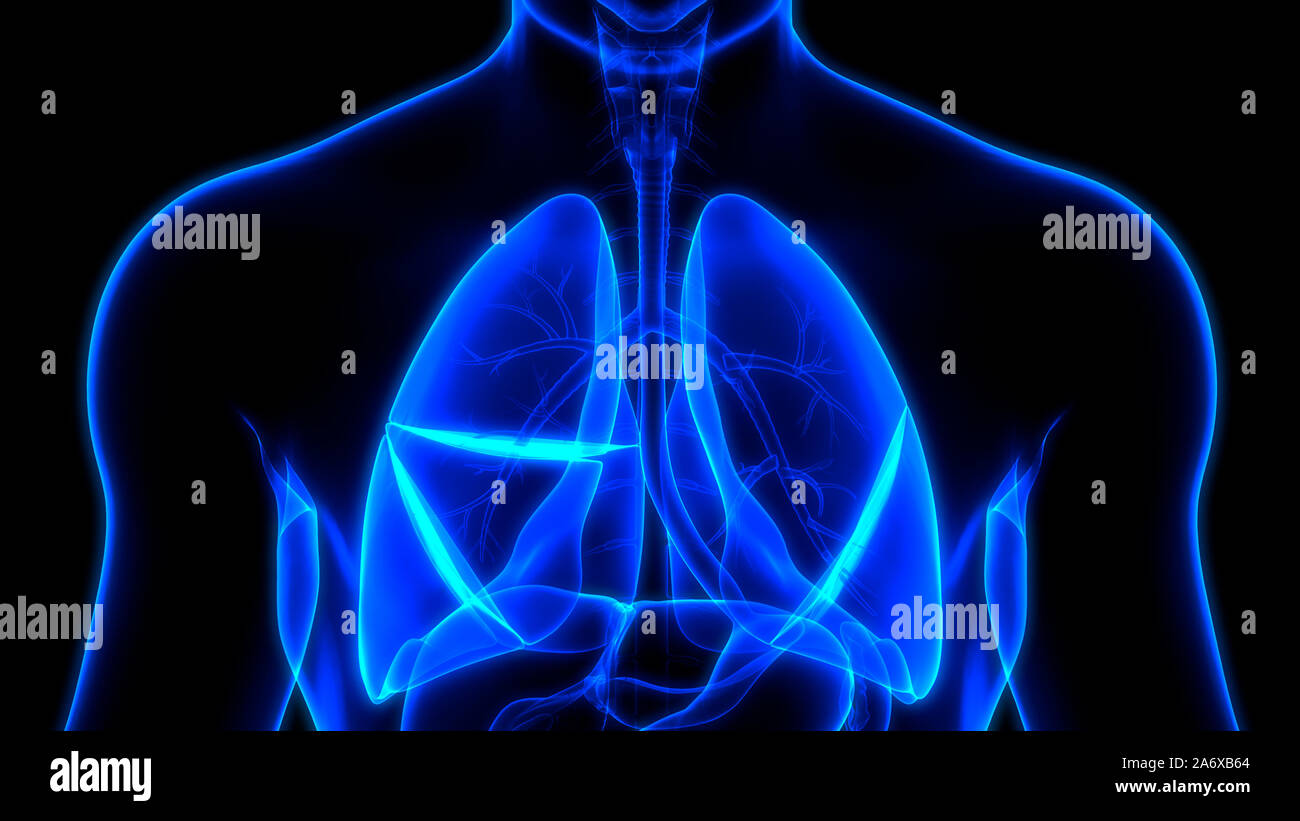 Umano Sistema respiratorio polmoni anatomia Foto Stock