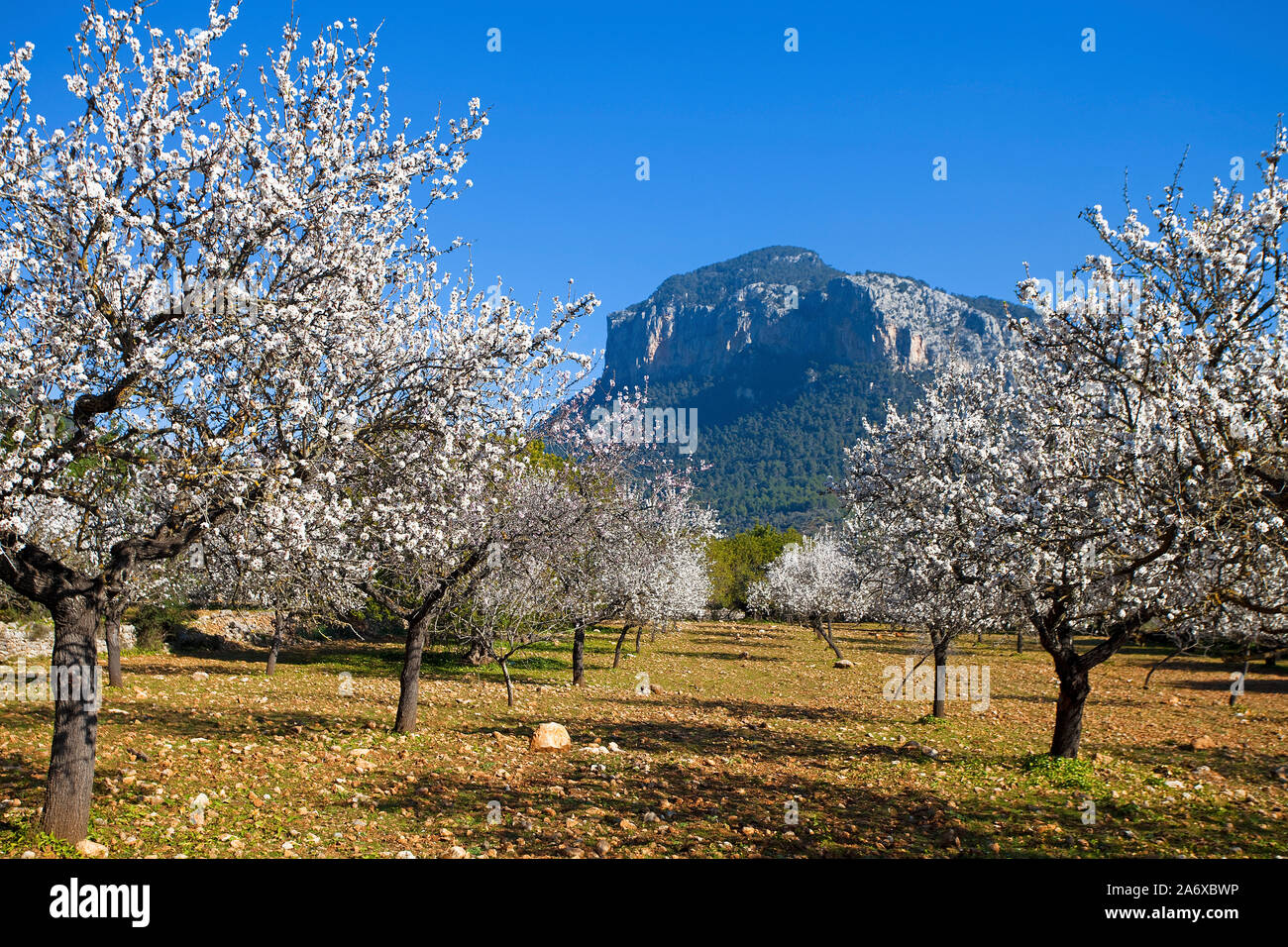 Prospero Mandorli (Prunus dulcis) a Alaro, almond blossom, Serra de Tramuntana, Maiorca, Baleari, Baleraric isola, Spagna Foto Stock