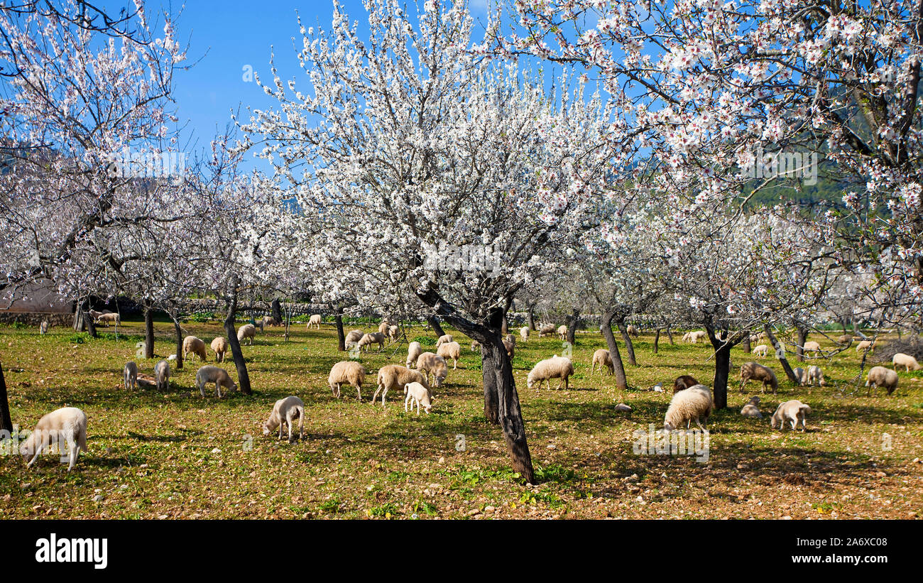 Ovini domestici (Ovis orientalis aries), il pascolo, mandorla Blossom in Alaro, Serra de Tramuntana, Maiorca, Baleari, Baleraric isola, Spagna Foto Stock