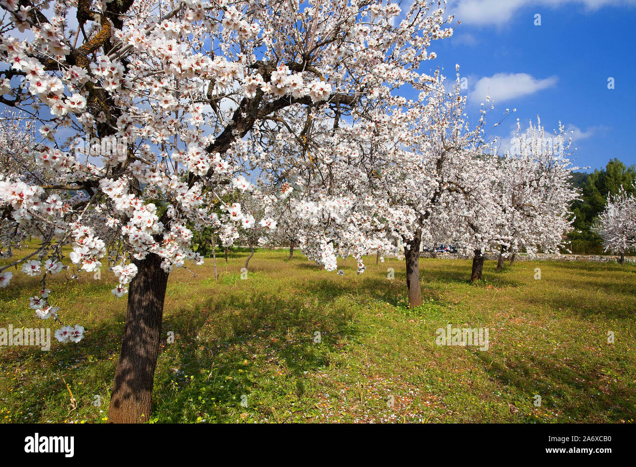 Prospero Mandorli (Prunus dulcis) a Alaro, almond blossom, Serra de Tramuntana, Maiorca, Baleari, Baleraric isola, Spagna Foto Stock