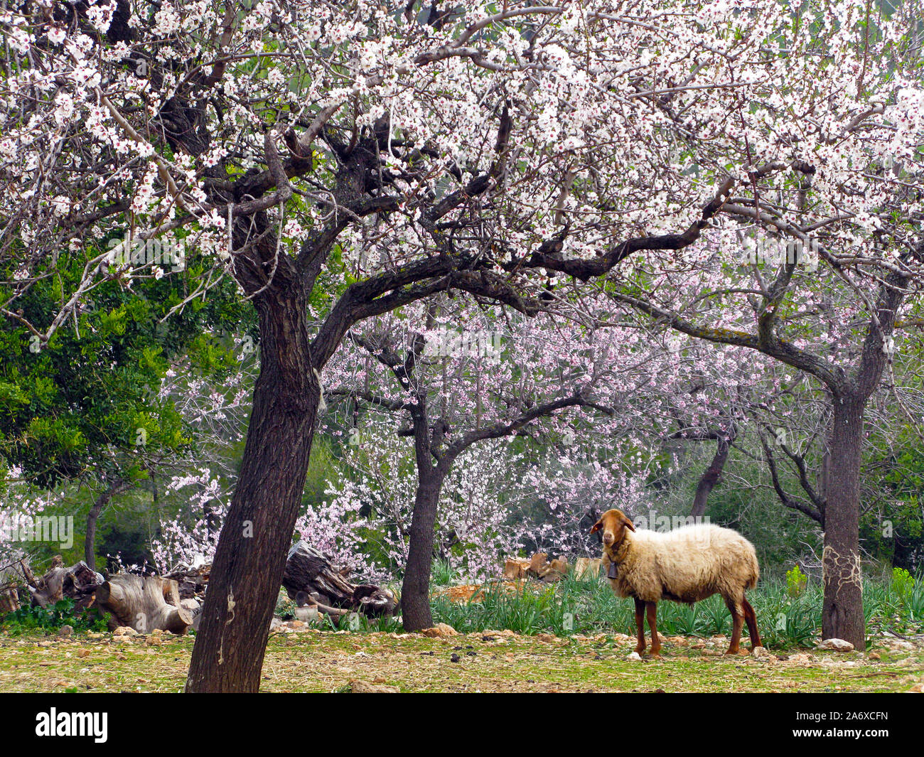 Ovini domestici (Ovis orientalis aries), il pascolo, mandorla Blossom in Alaro, Serra de Tramuntana, Maiorca, Baleari, Baleraric isola, Spagna Foto Stock