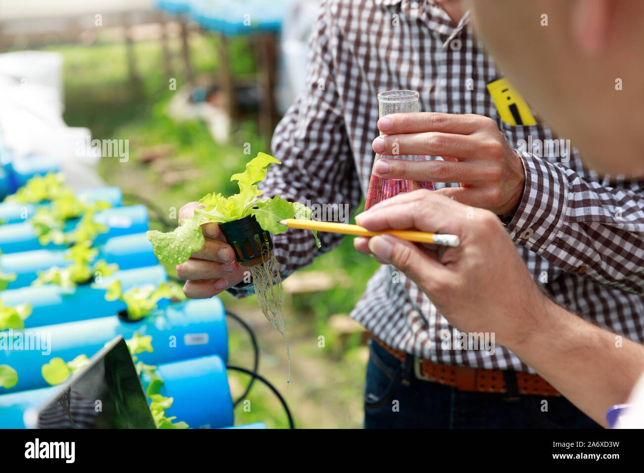 Fattoria di hydroponics ,test di lavoratore e di raccogliere i dati ambientali da lattuga hydroponic organici vegetali alla fattoria di serra giardino. Foto Stock