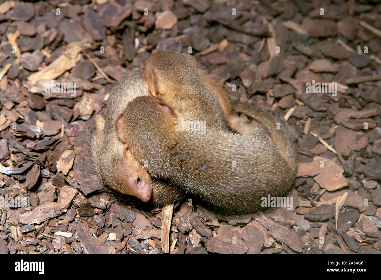 Gruppo di baby del comune la mangusta nana (Helogale parvula) su uno heap. Foto Stock