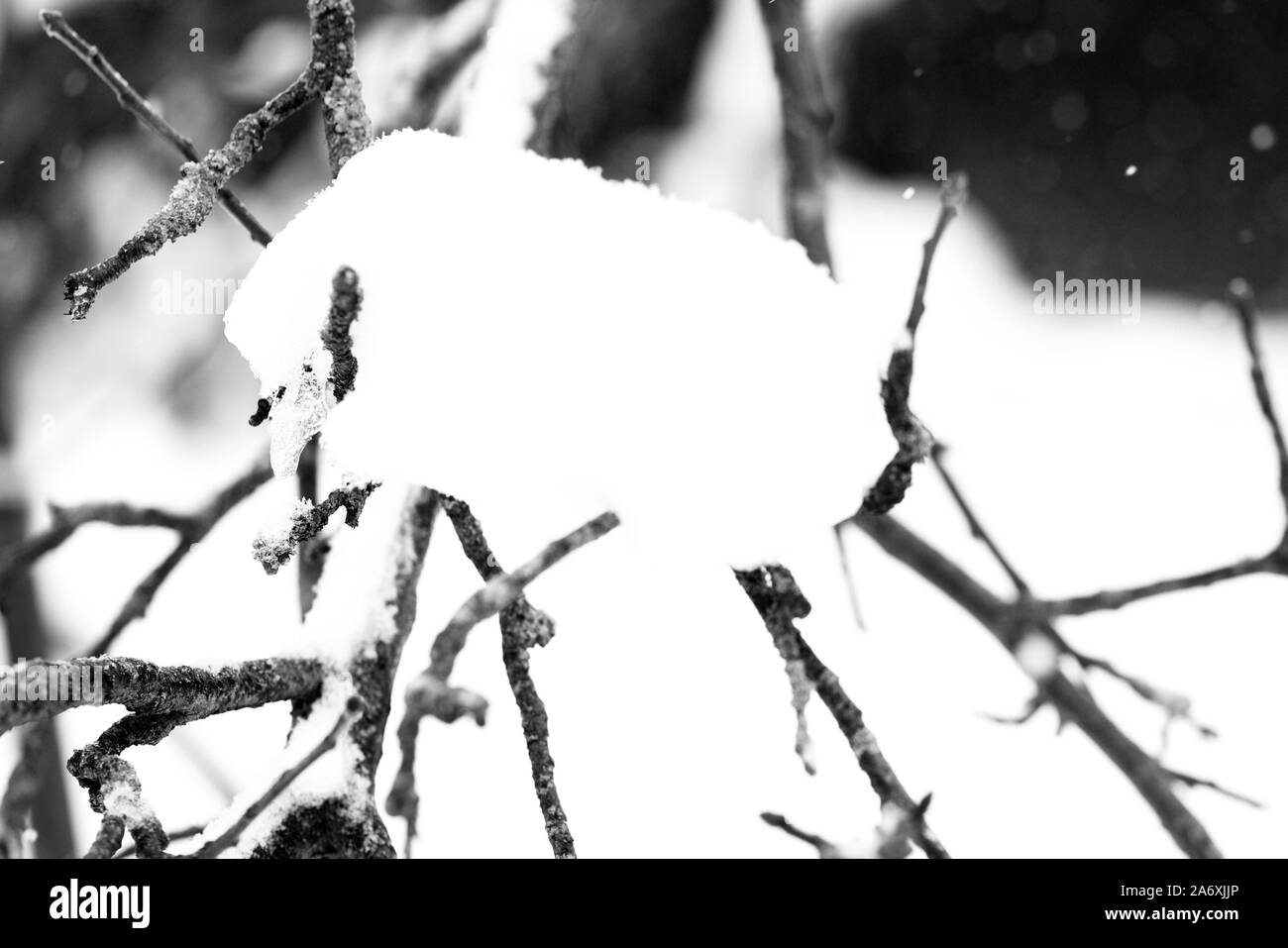 Rami di alberi coperti di neve nel giardino d'inverno. Sfondo naturale in bianco e nero Foto Stock
