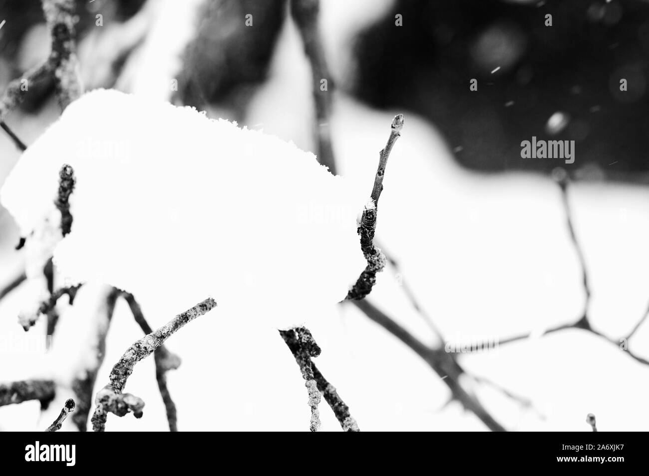 Rami di alberi coperti di neve nel giardino d'inverno. Sfondo naturale in bianco e nero Foto Stock