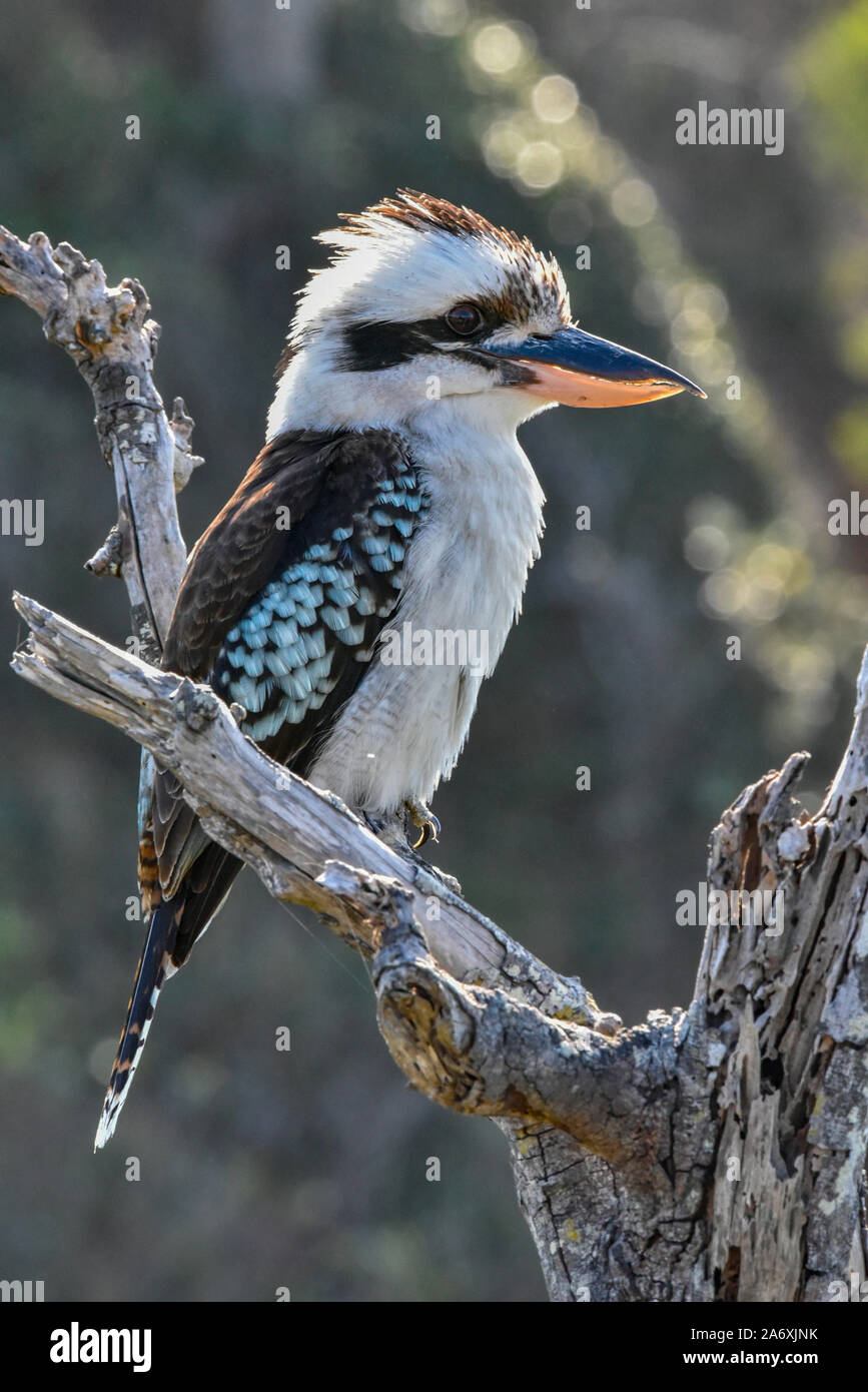 Ridendo Kookaburra, Dacelo novaeguineae, Narrawallee, Nuovo Galles del Sud, Australia. Foto Stock