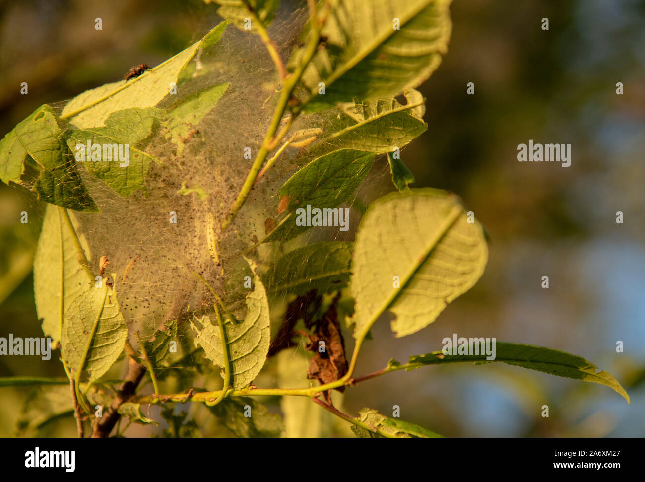 Il ramo di un albero ciliegio impigliata con un web.danneggiato dalla tarma. Foto Stock