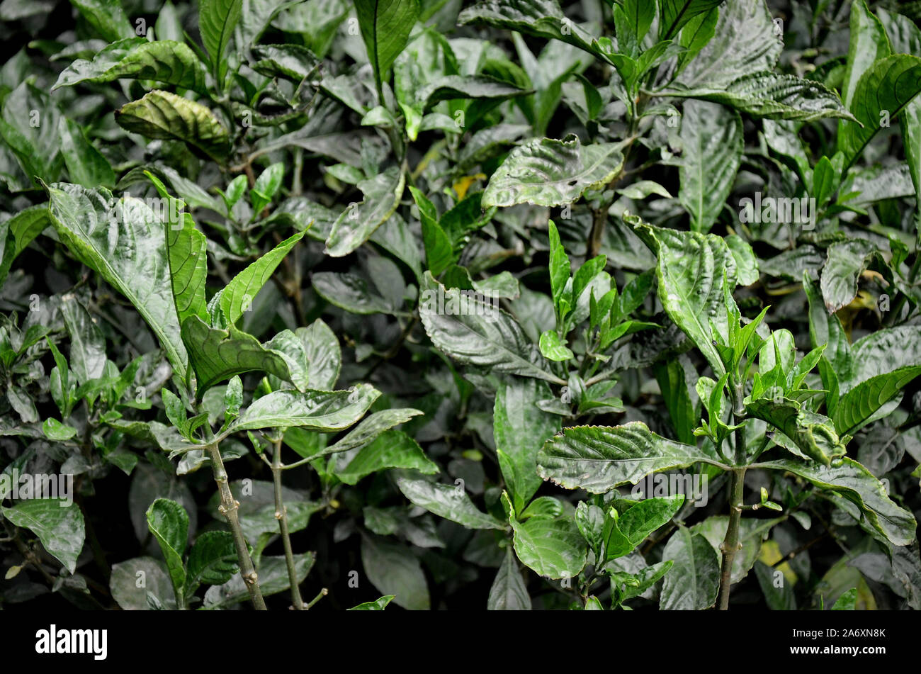 Indaco cinese. Polygonum tinctorium / Persicaria tinctoria nel villaggio di Zhoucheng, provincia di Yunnan (Cina) Foto Stock