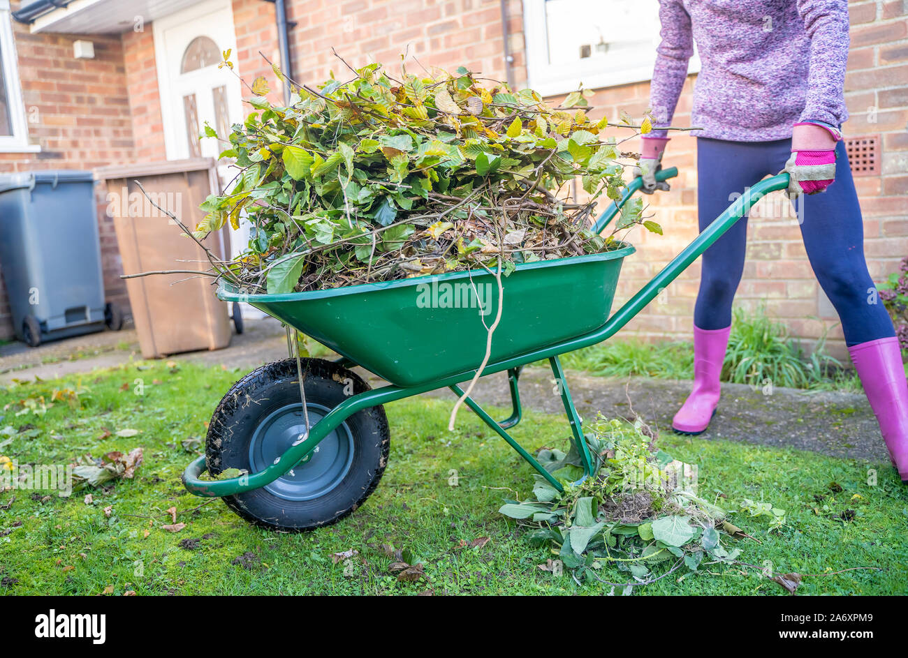 Identificabili giovane signora in Rosa stivali di gomma spingendo una rotella verde barrow piena di carpino ritagli di hedge Foto Stock
