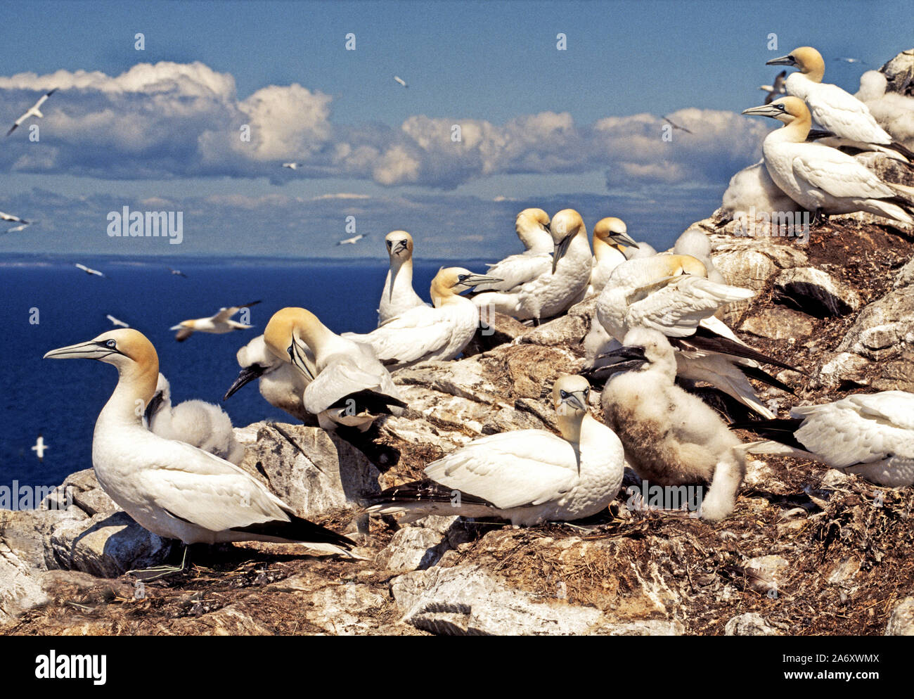 Gannett 'Morus bassanus' gli uccelli sulla roccia dei bassi. Scozia Foto Stock