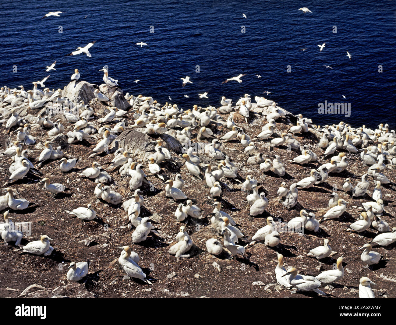 Gannett 'Morus bassanus' gli uccelli sulla roccia dei bassi. Scozia Foto Stock