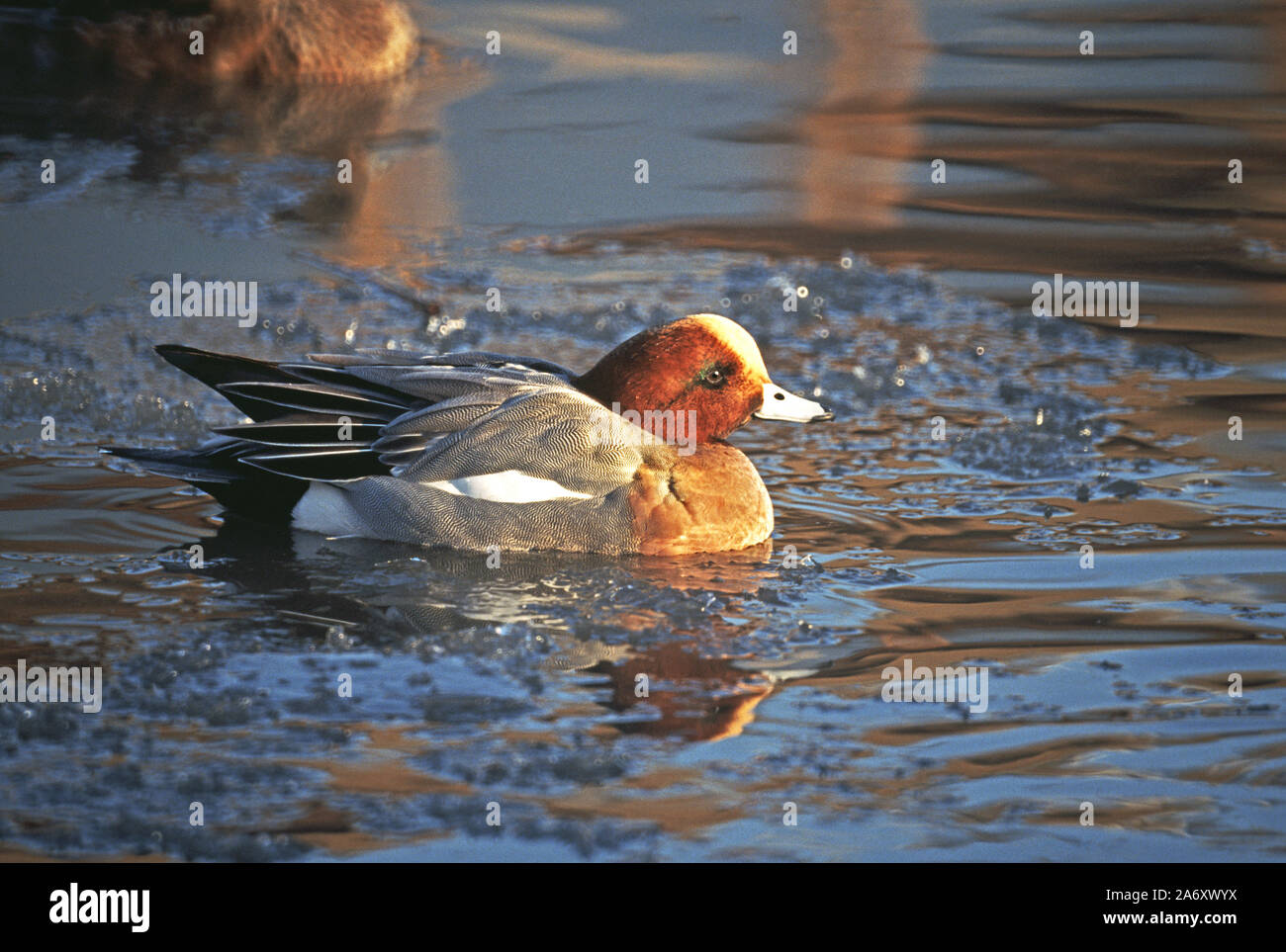 Wigeon "Anas penelope' maschi in allevamento piumaggio.Wildfowl and Wetland Trust. Washington.Tyne & Wear.in Inghilterra. Foto Stock