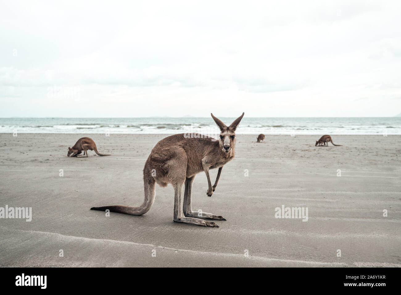 Canguro ti guarda alla spiaggia Foto Stock