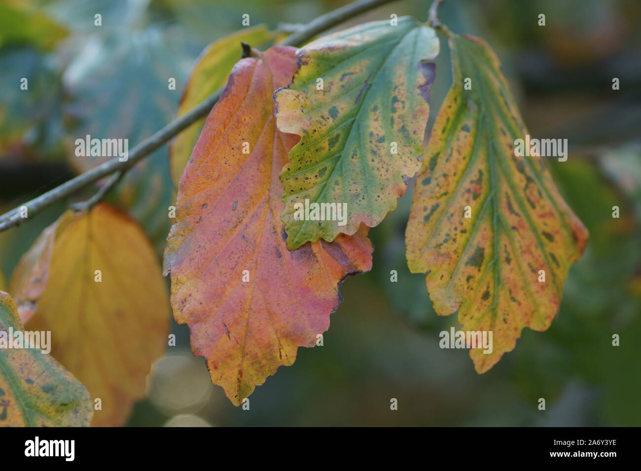 Modifica dei colori Parrotia persica in autunno Foto Stock