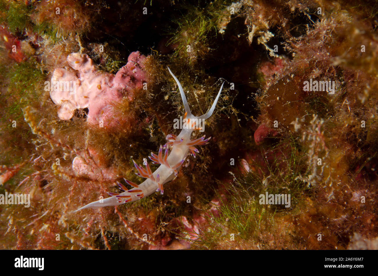 Sea Slug, Cratena peregrina, Glaucidae, Tor Paterno Area Marina Protetta, Lazio, Roma, Italia, Mare Mediterraneo Foto Stock