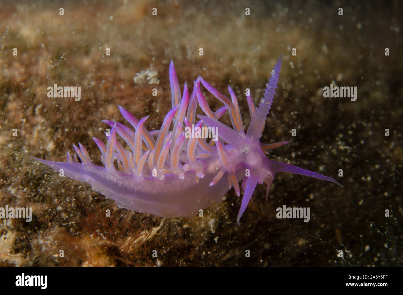 Mediterraneo Aeolid viola, Flabellina affinis, Flabellinidae, Tor Paterno Area Marina Protetta, Lazio, Roma, Italia, Mare Mediterraneo Foto Stock