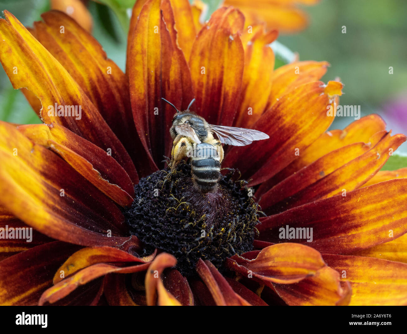 Una chiusura di un ape alimentazione su un fiore Helenium Foto Stock