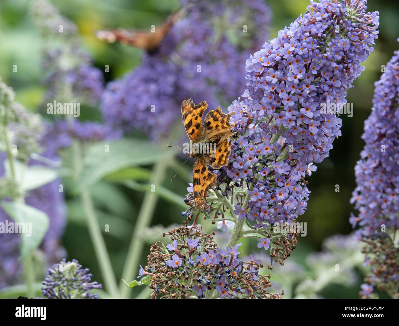 Una virgola di ali di farfalla diffusione alimentazione su un fiore Buddleia spkie Foto Stock