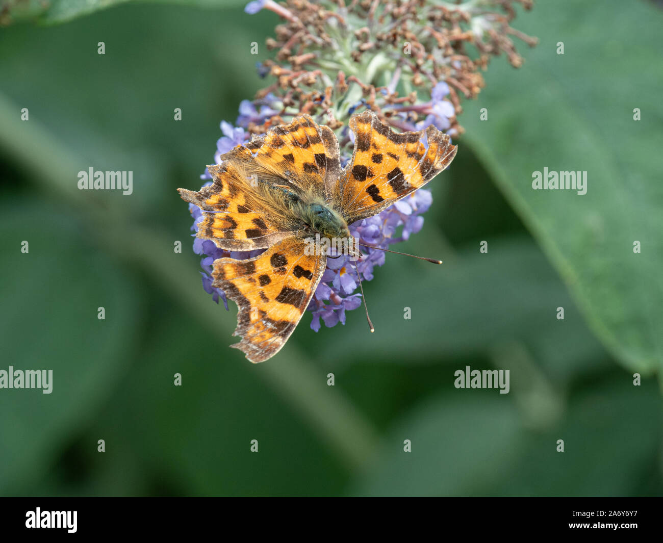 Una virgola di ali di farfalla diffusione alimentazione su un fiore Buddleia spkie Foto Stock