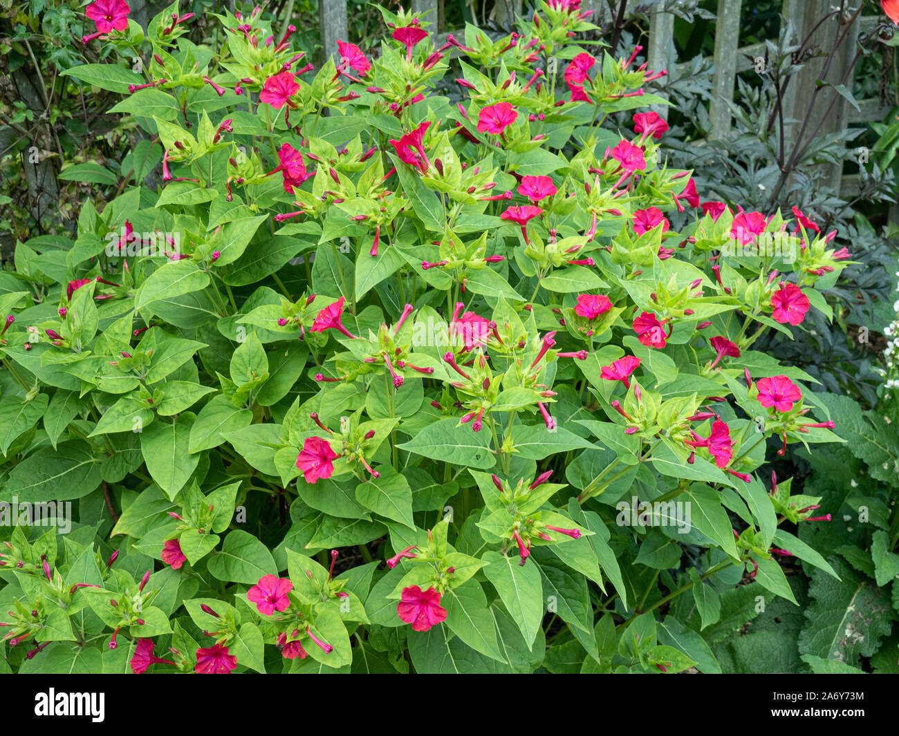 Un grande impianto di deep cerise Mirabilis Jalapa - la meraviglia di Perus Foto Stock Un grande impianto di deep cerise Mirabilis Jalapa - la meraviglia di Perus Foto Stock