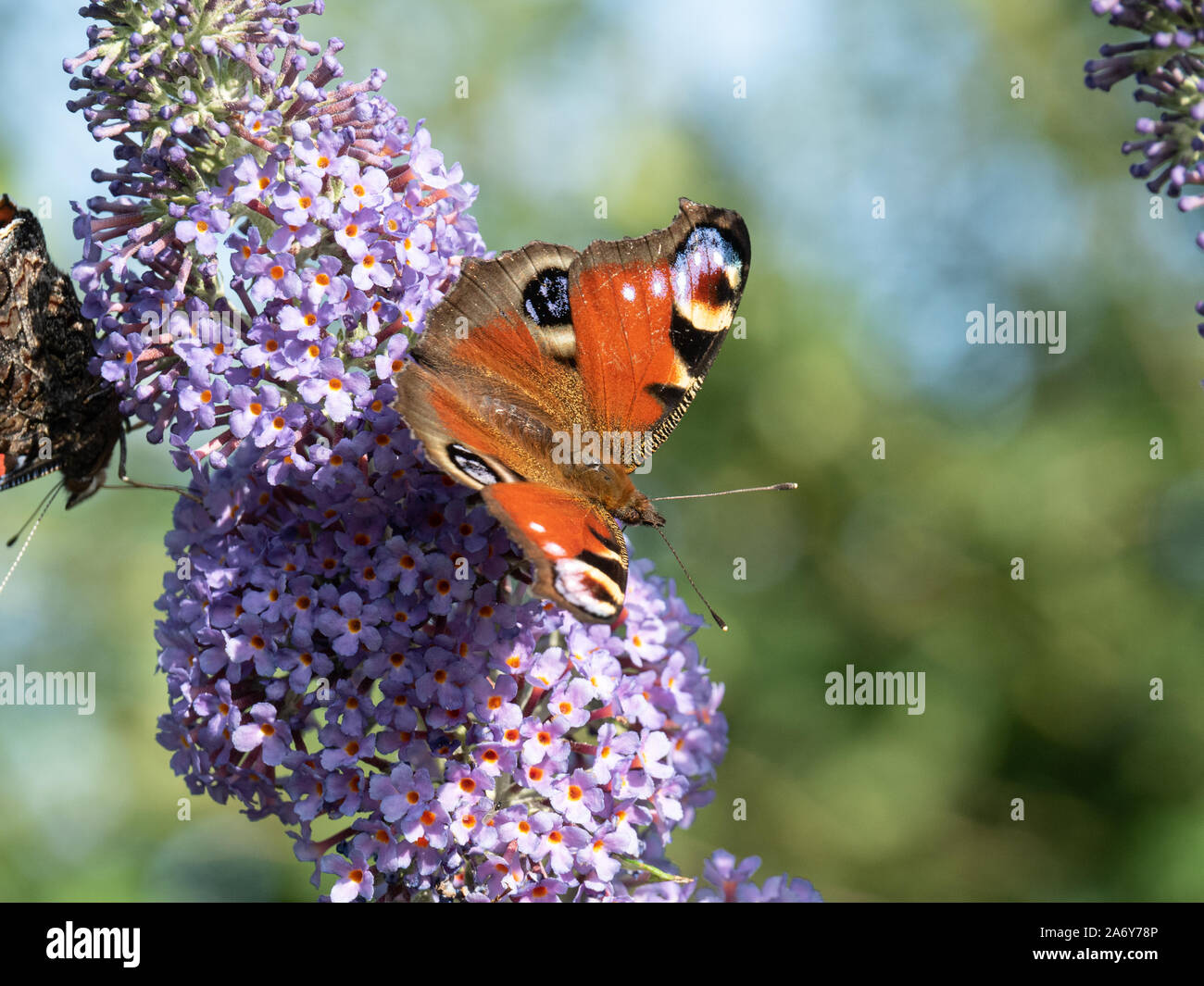 Una chiusura di un pavone ali di farfalla di alimentazione aperto su un fiore Buddleia Foto Stock