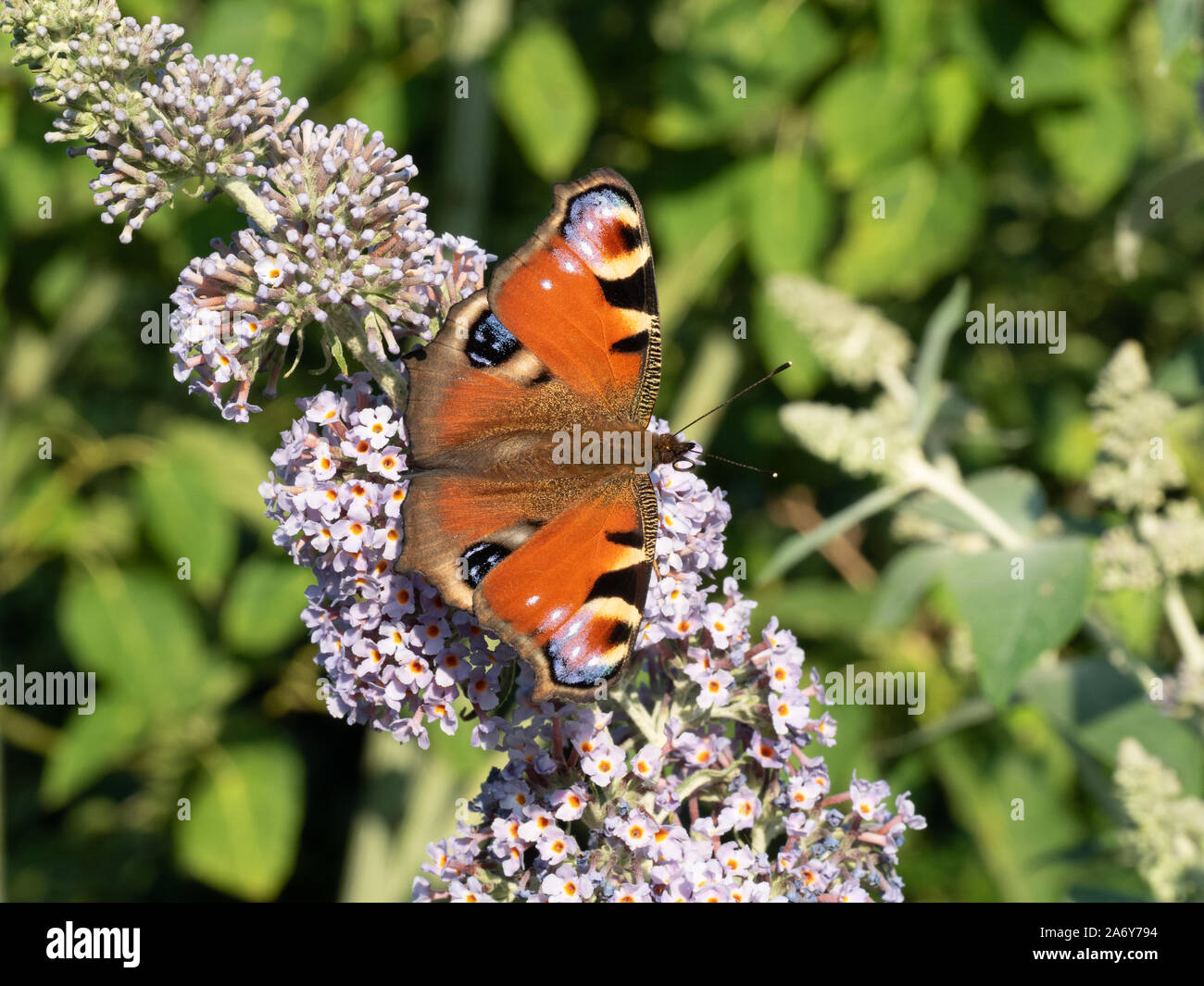 Una chiusura di un pavone ali di farfalla di alimentazione aperto su un fiore Buddleia Foto Stock