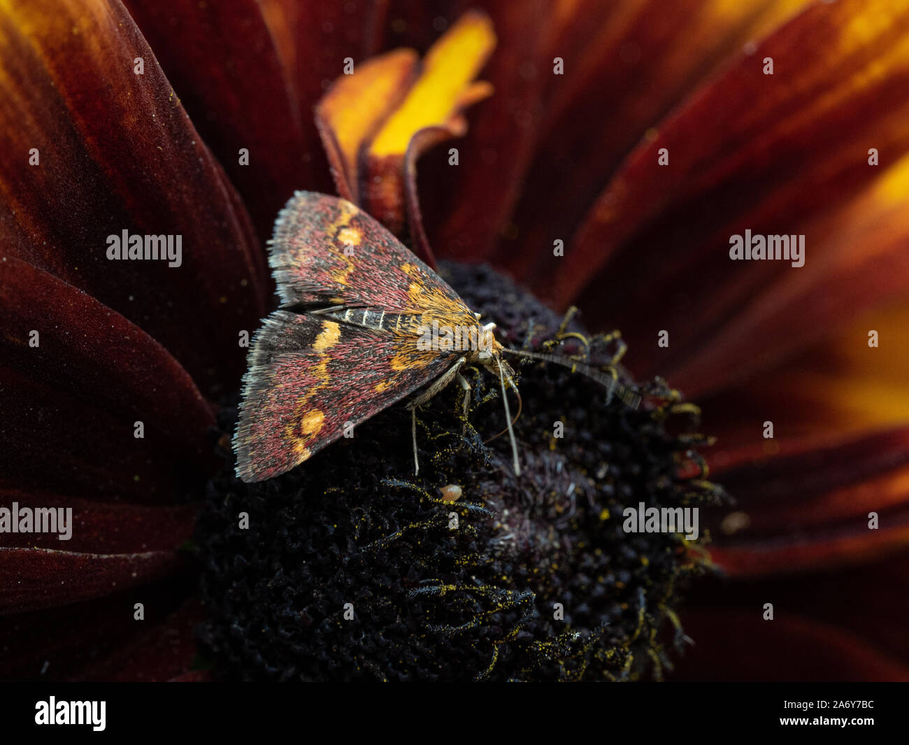 Una chiusura di un Pyrausta purpuralis alimentazione su un fiore Gallardia Foto Stock