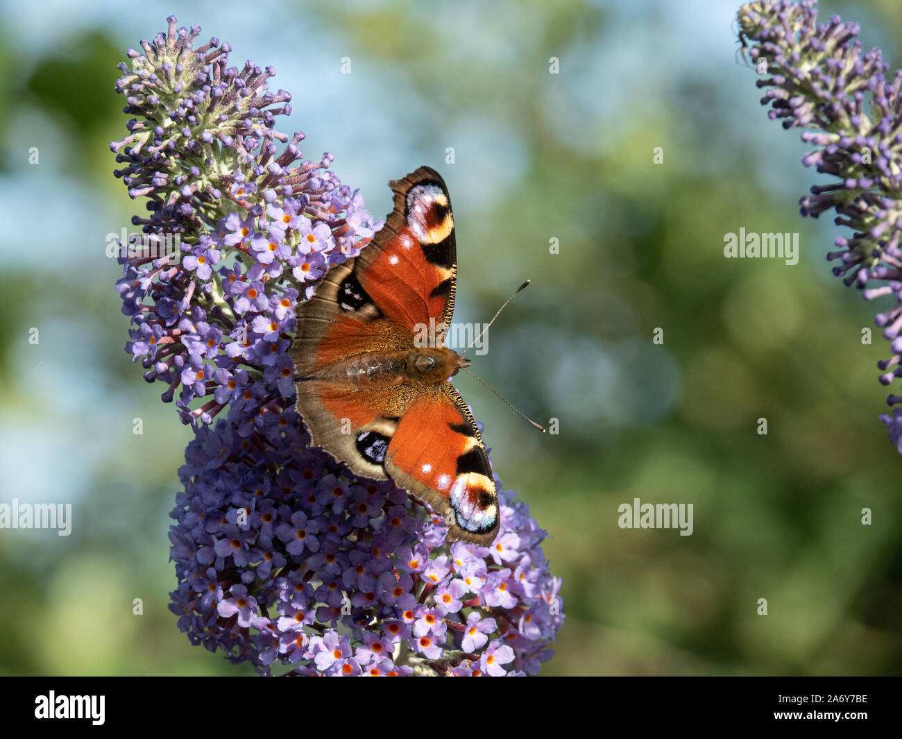 Una chiusura di un pavone ali di farfalla di alimentazione aperto su un fiore Buddleia Foto Stock