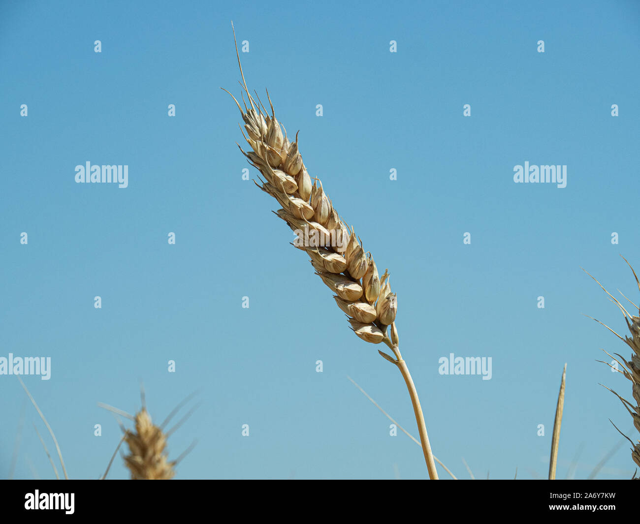 Una chiusura di un singolo grano maturo orecchio contro un cielo blu Foto Stock