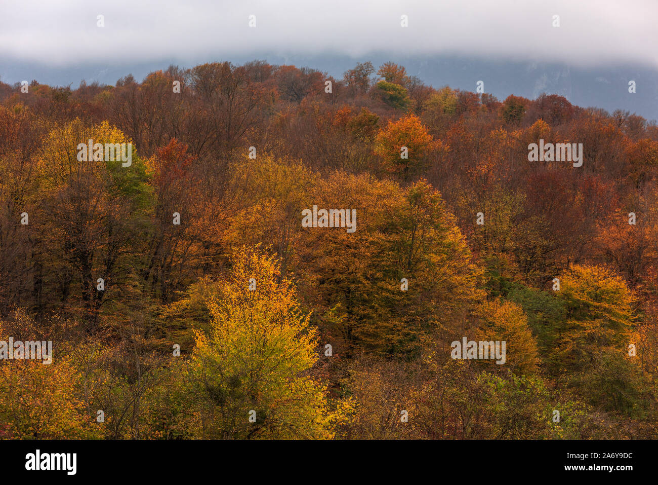 Colori d'autunno di foreste di montagna in nuvoloso meteo Foto Stock