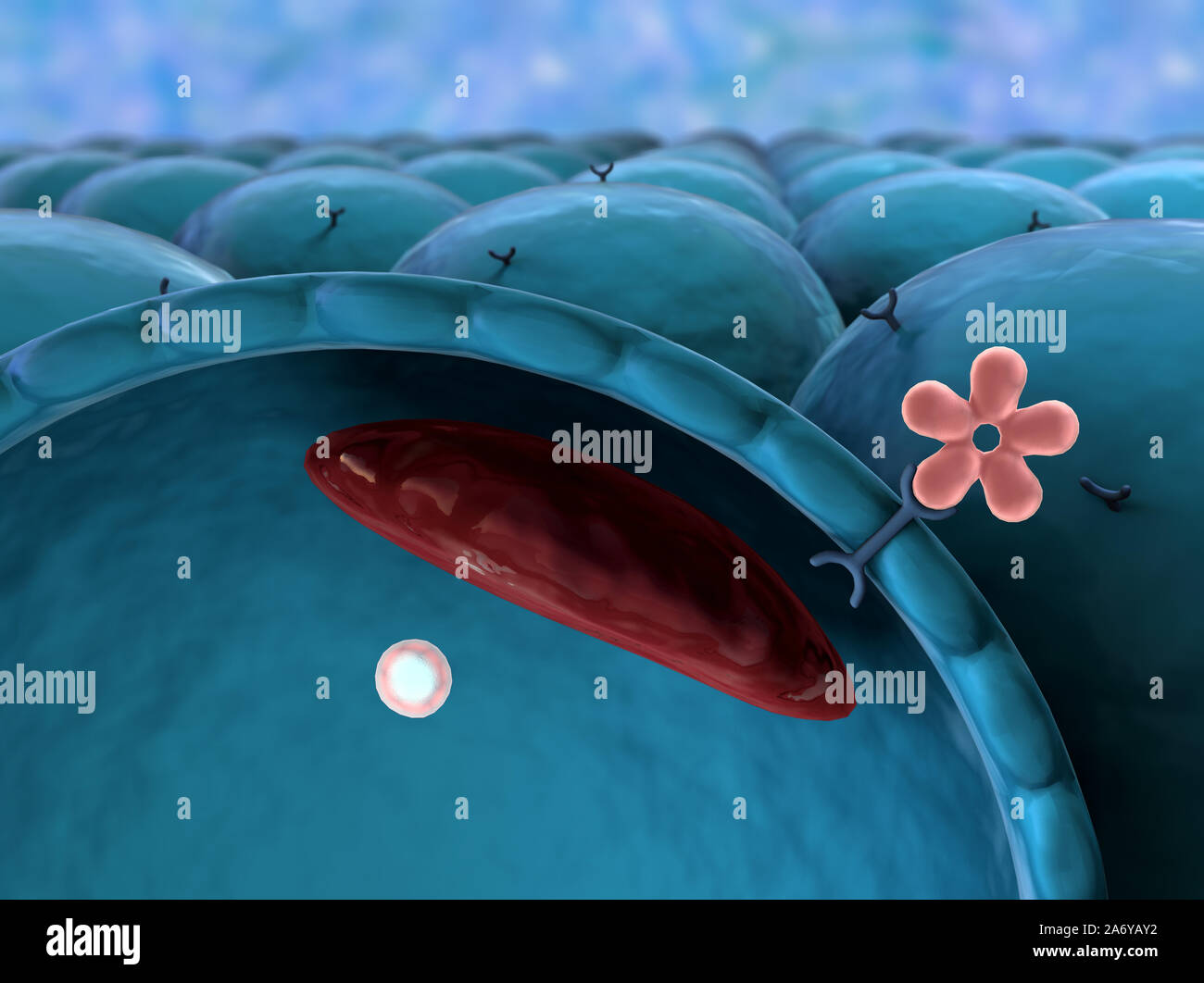 L'insulina e la molecola, cell, glucosio, l'insulina umana, la struttura della molecola Foto Stock