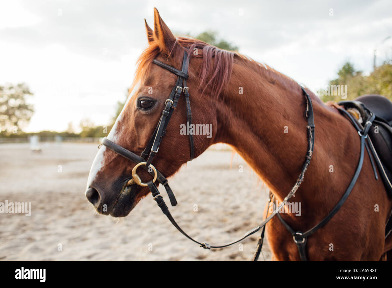 Ritratto di un cavallo marrone. Cavallo su ranch. Foto Stock