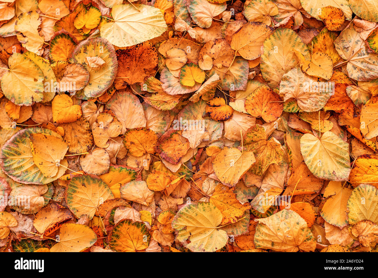 Giallo secco linden lascia la massa di copertura, naturale stagione autunno sfondo Foto Stock