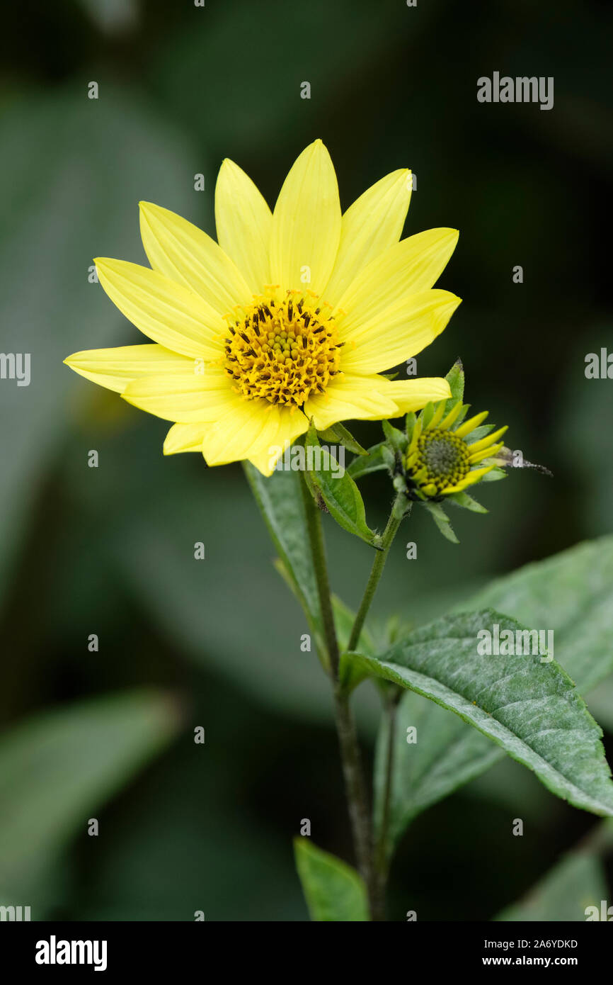 Il limone-giallo, daisy-come il fiore di girasole limone "Regina", Helianthus 'Lemon Queen' Foto Stock