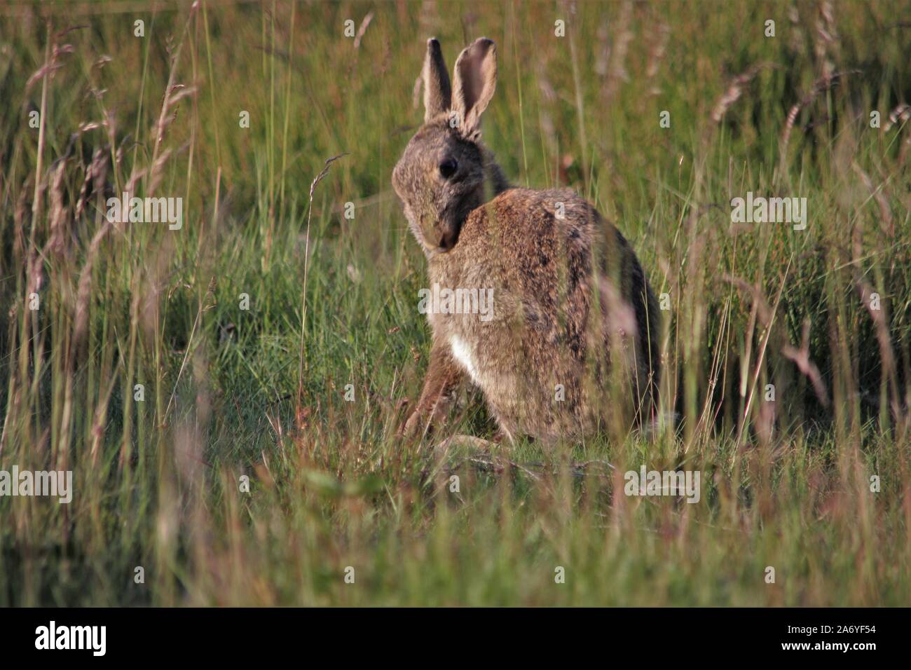 Coniglio selvatico (oryctolagus cuniculus) a Bocholt, Germania Foto Stock
