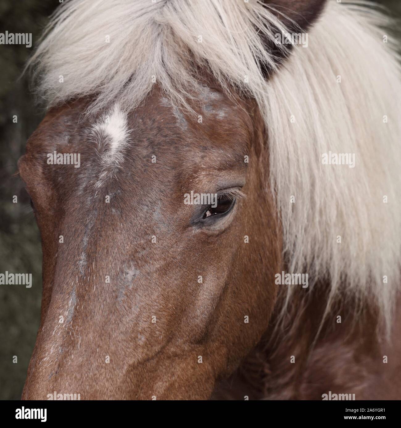 Brown cavallo ritratto in Prato Foto Stock