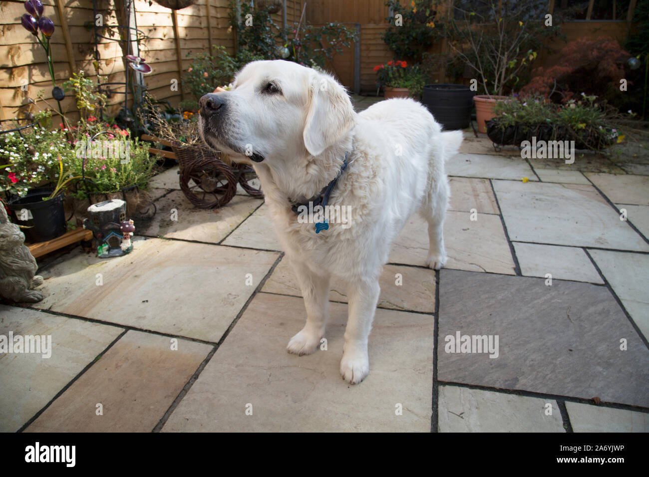 Il Golden Retriever cane, 11 anni maschio, bianco Foto Stock