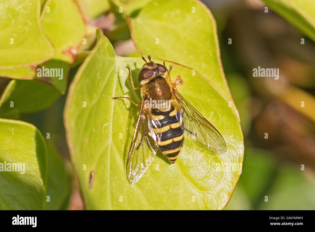 Hoverfly femmina (Syrphus torvus,) in appoggio sulla foglia di edera. Foto Stock