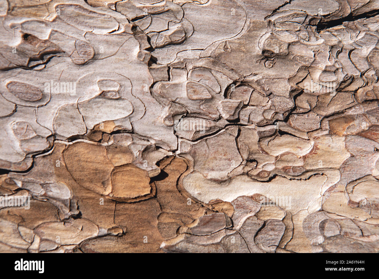 Primo piano di grunge trama testurizzata vecchia corteccia di pino. Astratto natura sfondo per il design, il decor e le pelli. Foto Stock