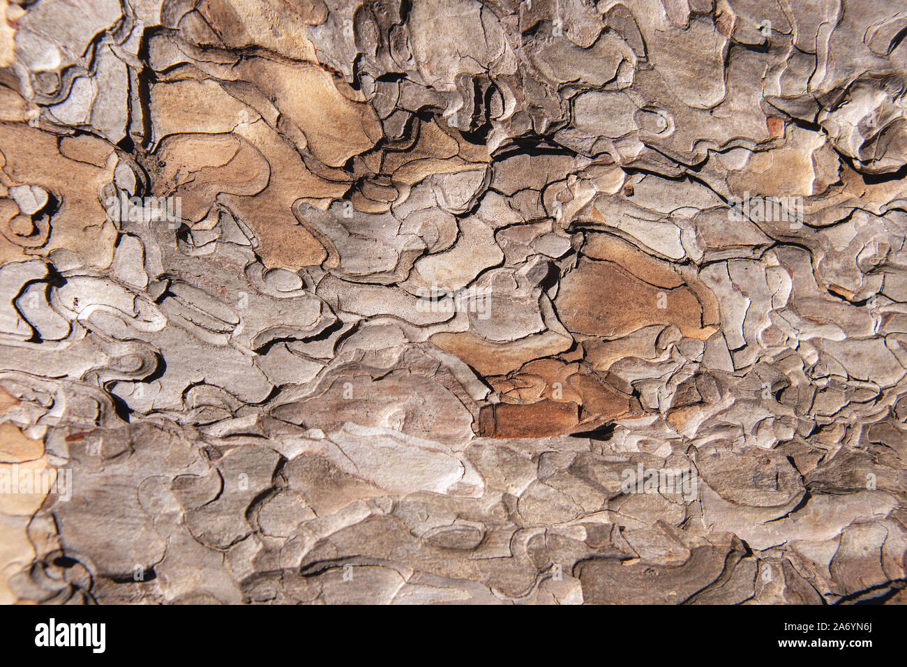 Primo piano di grunge trama testurizzata vecchia corteccia di pino. Astratto natura sfondo per il design, il decor e le pelli. Foto Stock