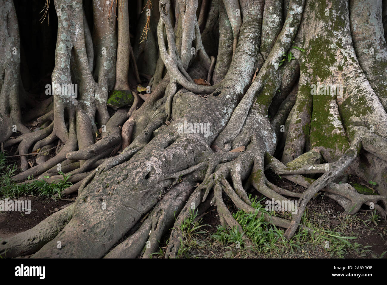 Radici di un grande albero ficus a Magelang, Giava Centrale, Indonesia. Foto Stock