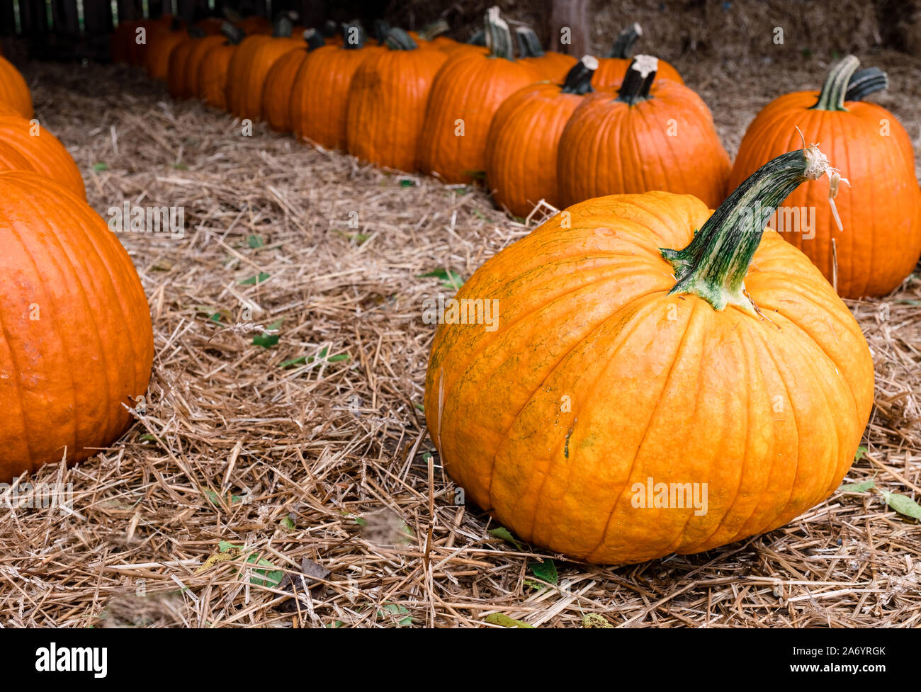 Zucche in un fienile in una zucca Tennessee farm. Foto Stock