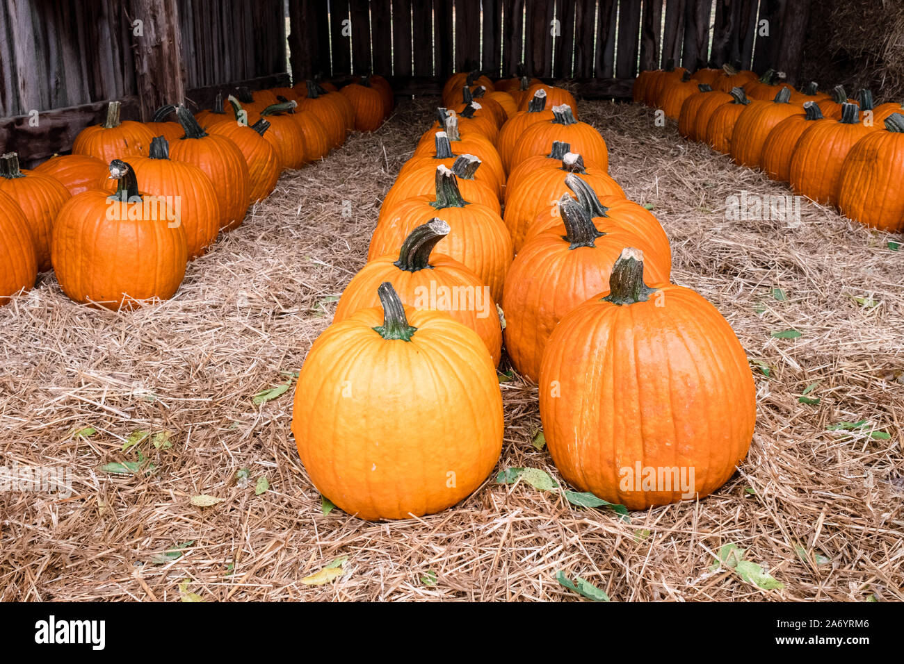 Zucche in un fienile in una zucca Tennessee farm. Foto Stock