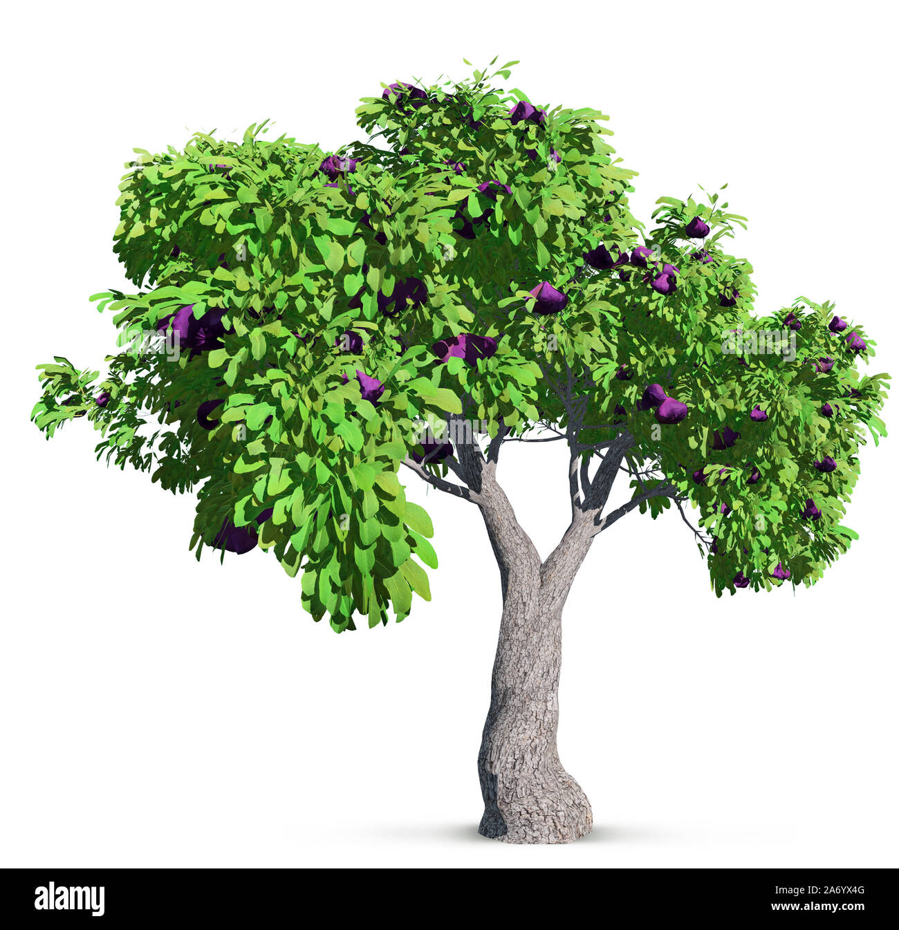 Fig Tree isolato con alta foglie dettagliata, 3D illustrazione Foto Stock