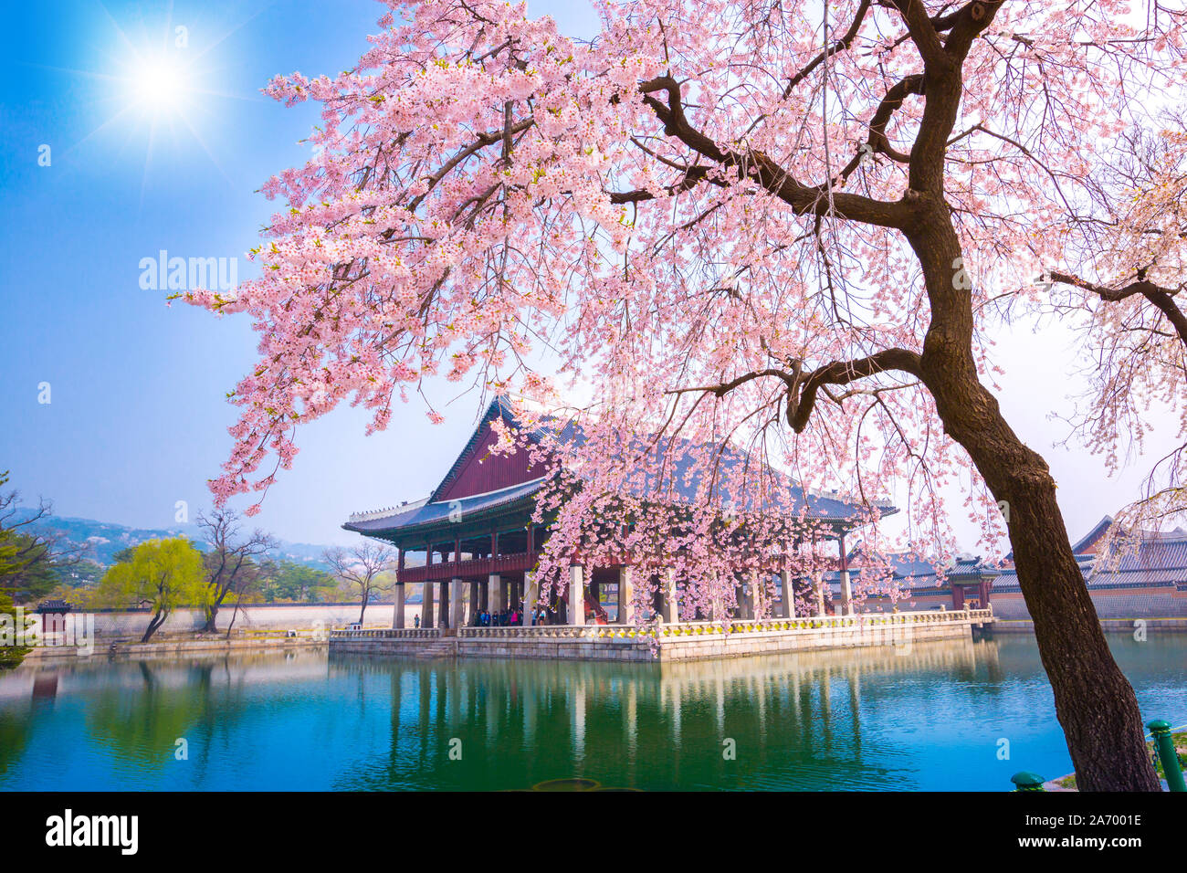 Palazzo Gyeongbokgung con fiori di ciliegio in primavera, Corea del Sud. | Foto Gratis