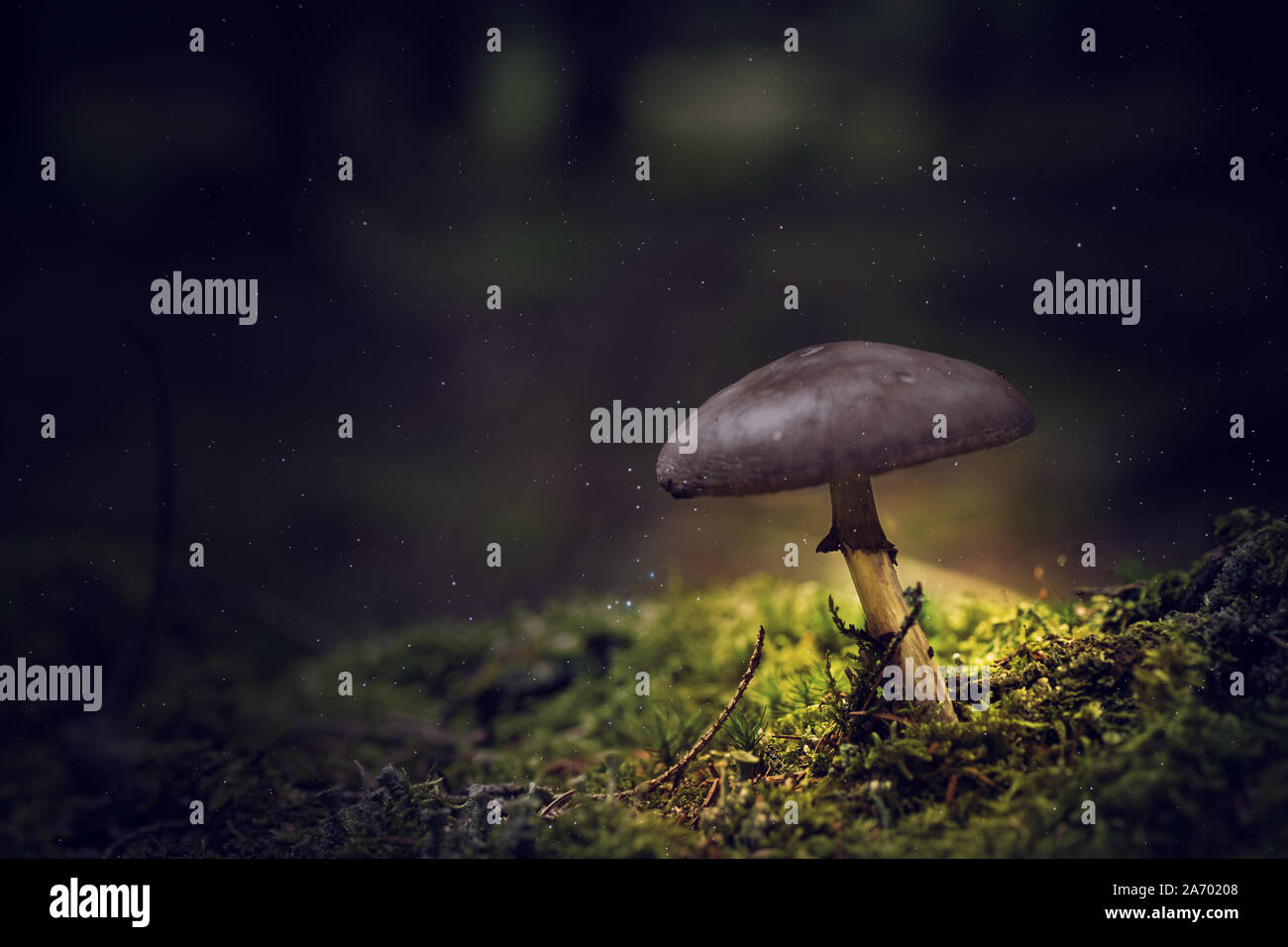 Luminoso fungo Gilft su muschio nella foresta Foto Stock