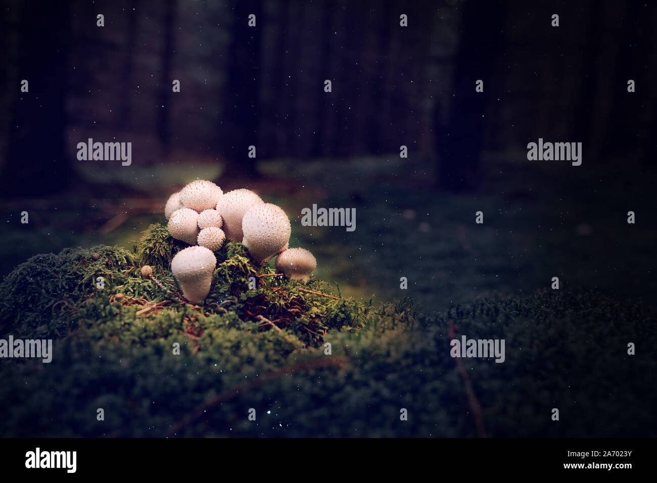 Un mazzo di piccoli funghi velenosi nella foresta mistica Foto Stock