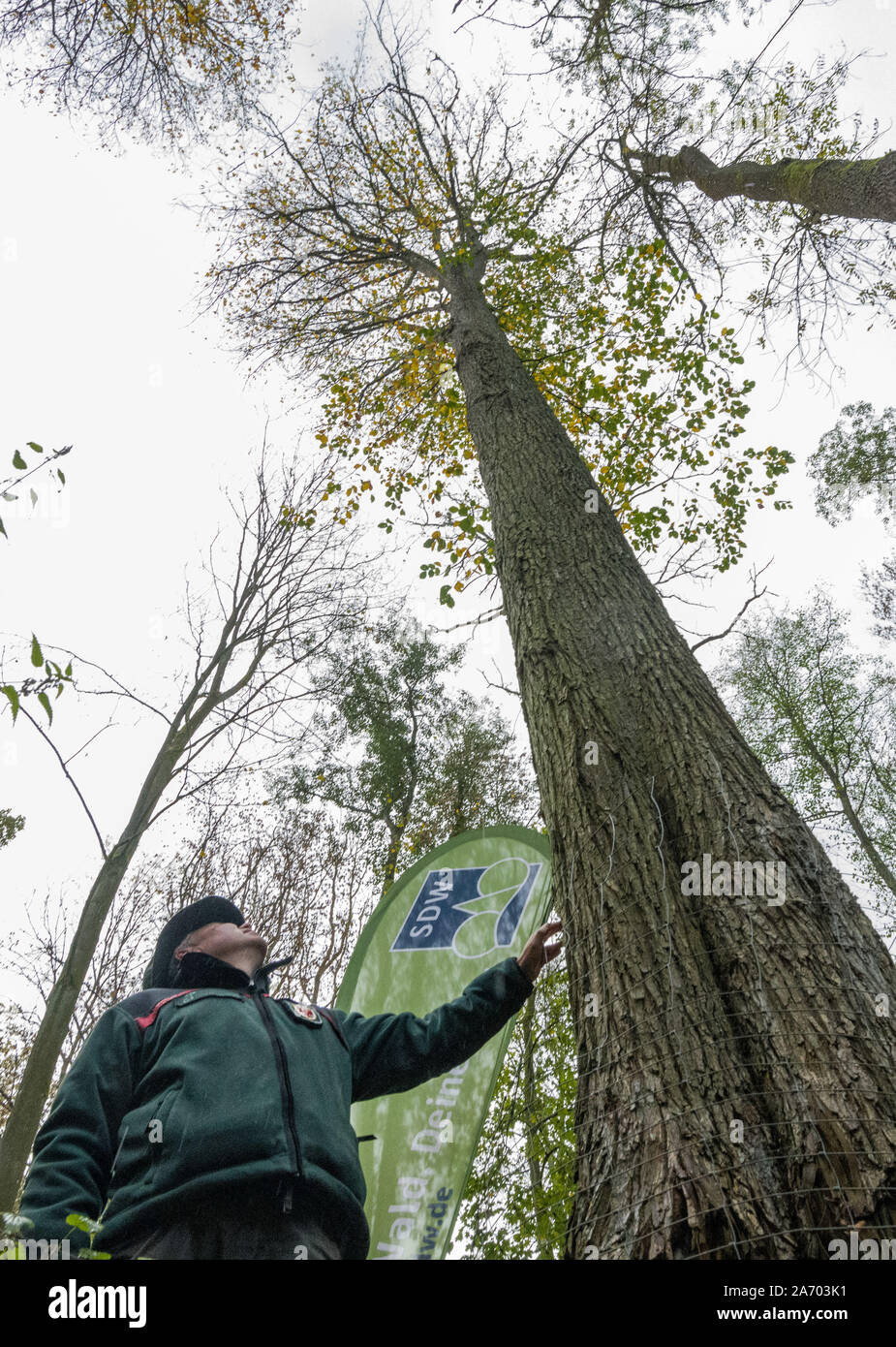 Buckow, Germania. 29 ott 2019. In una foresta di Märkische Svizzera cresce la massima Flutterulme nel paese del Brandeburgo. Il flutter olmo (Ulmus laevis) è "l'albero dell'anno 2019' e cresce di 41.30 metri in una valle presso il resort per la salute. Già per la ventesima volta il Schutzgemeinschaft Deutscher Wald e la Forst Landeskompetenzzentrum Eberswalde determinata la struttura più alta. Credito: Patrick Pleul/dpa-Zentralbild/ZB/dpa/Alamy Live News Foto Stock