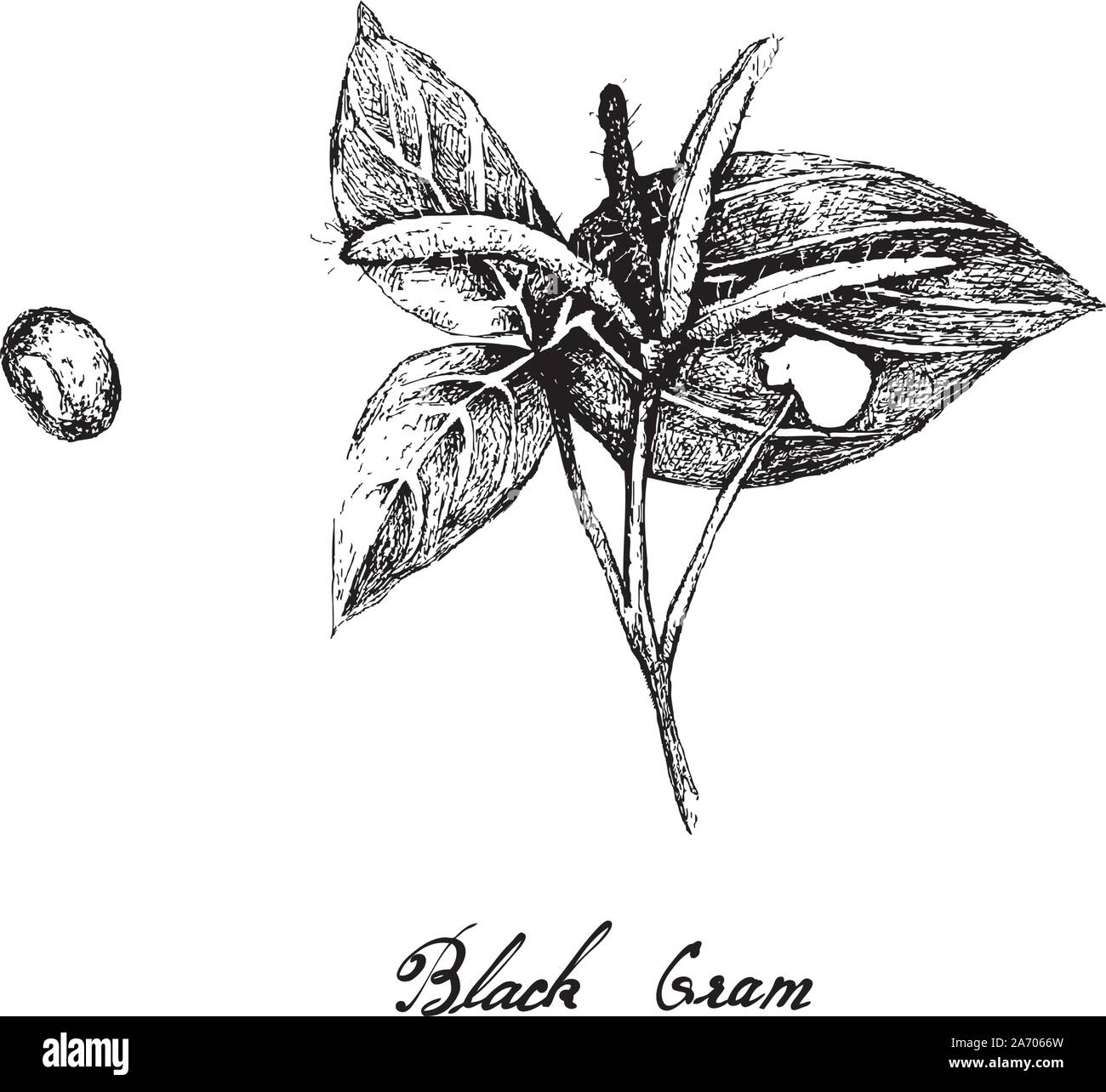 Disegnata a mano illustrazione di nero grammi, Vigna mungo, Murad Bean o Minapa Pappu, buona fonte di fibra dietetica, vitamine e minerali. Illustrazione Vettoriale