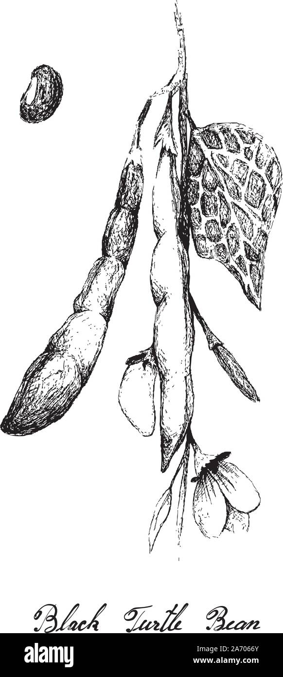 Disegnata a mano illustrazione di Phaseolus vulgaris o Tartaruga Nera pianta di fagiolo e baccelli, buona fonte di fibra dietetica, vitamine e minerali. Illustrazione Vettoriale